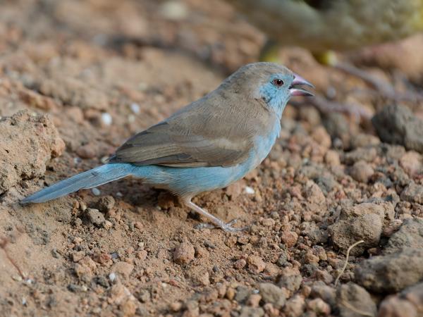 <h3><a href="/trips/gambia/biota/animalia/chordata/aves/040 passeriformes/115 estrildidae/uraeginthus bengalus/uraeginthus bengalus-nl.html">Uraeginthus&nbsp;bengalus</a> / Red‑cheeked&nbsp;cordon‑bleu / Blauwfazantje</h3>OM-1 Mark II met OLYMPUS M.150-400mm F4.5, 1/2000 sec  bij F4.5, ISO 2000, afstand 3.56&nbsp;m